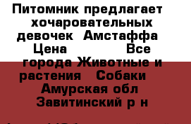 Питомник предлагает 2-хочаровательных девочек  Амстаффа › Цена ­ 25 000 - Все города Животные и растения » Собаки   . Амурская обл.,Завитинский р-н